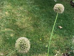 Allium giganteum
