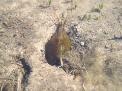 Triops cancriformis