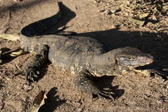 Varanus salvator salvator