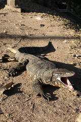 Varanus salvator salvator