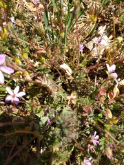 Erodium cicutarium