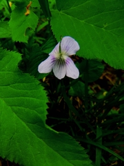Viola nemoralis