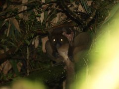 Prolemur simus