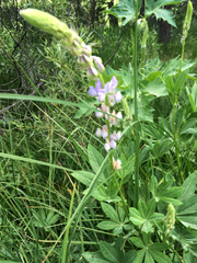 Lupinus burkei