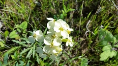 Erysimum franciscanum