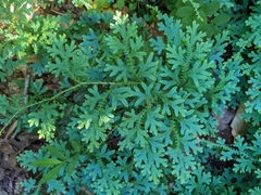 Selaginella uncinata