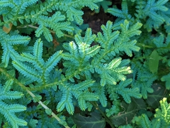 Selaginella uncinata