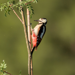 Dendrocopos major hispanus