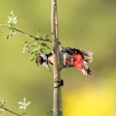 Dendrocopos major hispanus