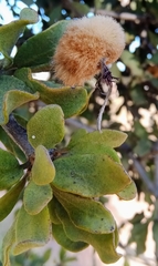 Tapinanthus