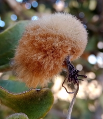 Tapinanthus