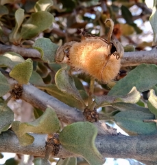 Tapinanthus