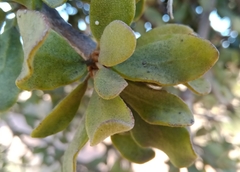 Tapinanthus