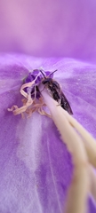 Chelostoma rapunculi
