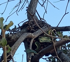 Tapinanthus