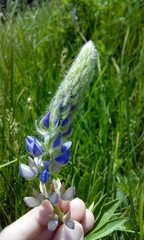 Lupinus burkei