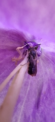 Chelostoma rapunculi