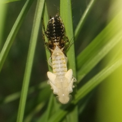 Ectobius vittiventris