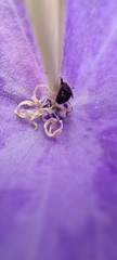 Chelostoma rapunculi