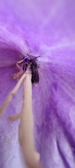 Chelostoma rapunculi