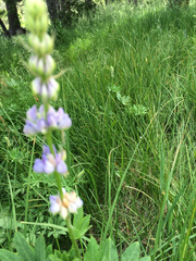 Lupinus burkei