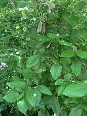 Viburnum × burkwoodii