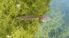Pelophylax perezi