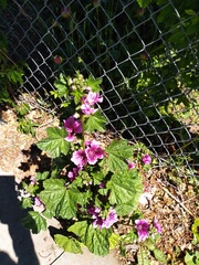 Malva arborea
