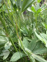 Lupinus burkei