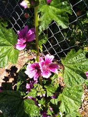 Malva arborea