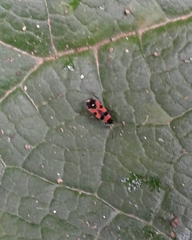 Horvathiolus superbus