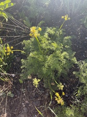 Cymopterus terebinthinus albiflorus
