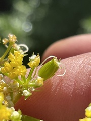 Cymopterus terebinthinus albiflorus