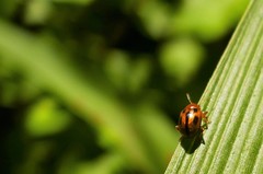 Rhembastus variabilis