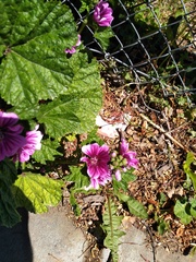 Malva arborea