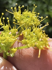 Cymopterus terebinthinus albiflorus