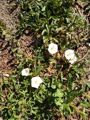 Convolvulus arvensis