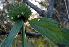 Leonotis