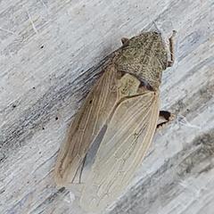 Prairiana kansana