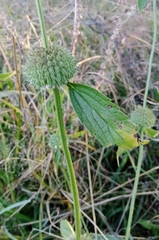 Leonotis
