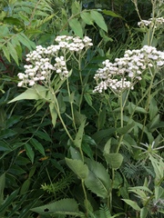 Parthenium integrifolium