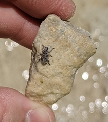 Colecerus marmoratus