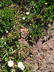 Convolvulus arvensis