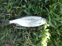 Alburnoides rossicus