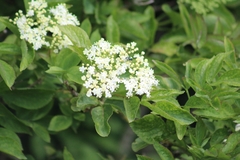 Sambucus nigra