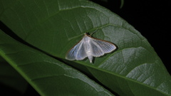Palpita warrenalis