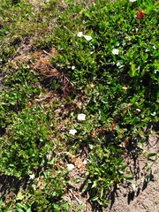 Convolvulus arvensis