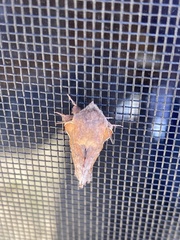 Phyllodesma americana