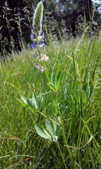 Lupinus burkei