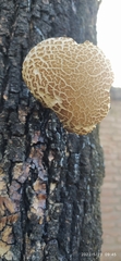 Agaricineae